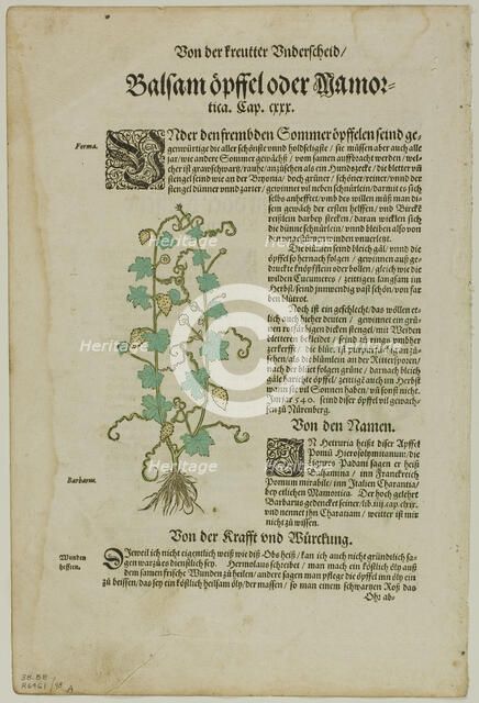 Leaf from New Kreuterbuch by Hieronymus Bock, plate 98 from Woodcuts from Books...1937. Creator: David Kannel.