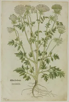 Leaf from New Kreuterbuch by Leonhart Fuchs, plate 97 from Woodcuts from Books...1937. Creators: Heinrich Füllmaurer, Max Geisberg