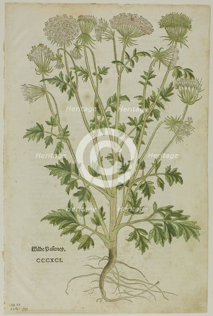 Leaf from New Kreuterbuch by Leonhart Fuchs, plate 97 from Woodcuts from Books...1937. Creators: Heinrich Füllmaurer, Max Geisberg.