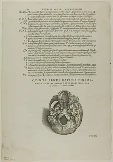 Leaf from De humani corporis fabrica (skull), plate 100 from Woodcuts from Books...1937. Creators: Johannes Stephan van Calcar, Max Geisberg