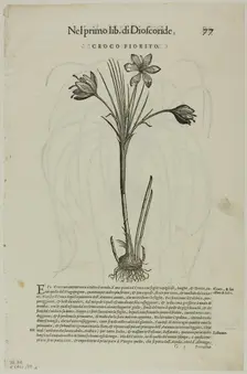 Leaf from Discorsi by Petrus Andreas Matthiolus, plate 99 from Woodcuts from Books of..., 1937. Creators: Unknown, Max Geisberg, Pietro Andrea Mattioli