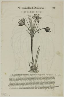 Leaf from Discorsi by Petrus Andreas Matthiolus, plate 99 from Woodcuts from Books of..., 1937. Creators: Unknown, Max Geisberg, Pietro Andrea Mattioli