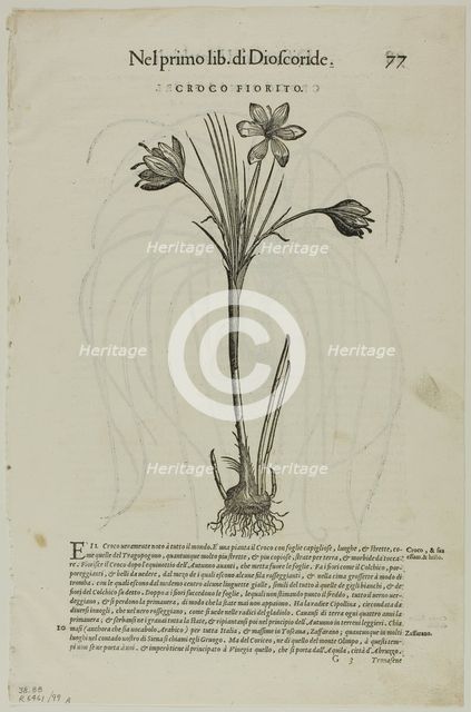 Leaf from Discorsi by Petrus Andreas Matthiolus, plate 99 from Woodcuts from Books of..., 1937. Creators: Unknown, Max Geisberg, Pietro Andrea Mattioli.