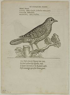 Leaf from Portraits d'Oyseaux, plate 70 from Woodcuts from Books of the XVI Century, 1557... Creator: Unknown