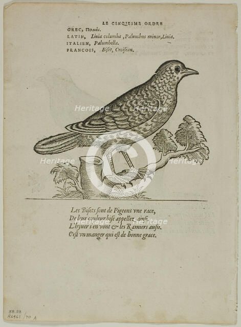 Leaf from Portraits d'Oyseaux, plate 70 from Woodcuts from Books of the XVI Century, 1557... Creator: Unknown.