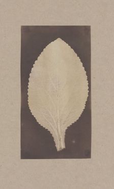 Leaf of the Foxglove, 1839. Creator: Unknown
