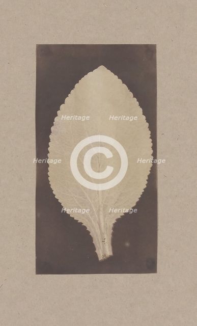 Leaf of the Foxglove, 1839. Creator: Unknown.