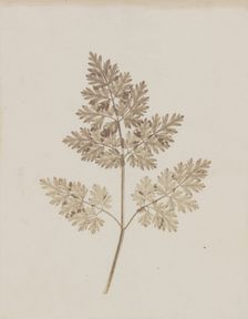 Leaf of a Plant, before February 14, 1844. Creator: William Henry Fox Talbot