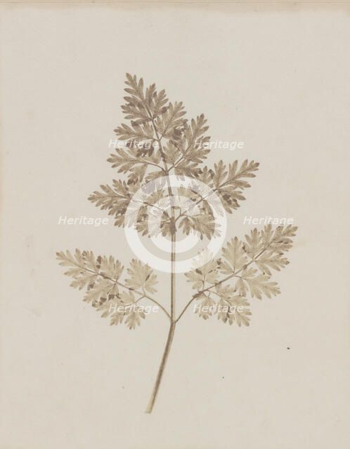 Leaf of a Plant, before February 14, 1844. Creator: William Henry Fox Talbot.