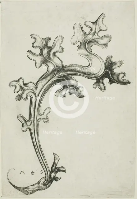 Leaf Ornament, n.d. Creator: Martin Schongauer.
