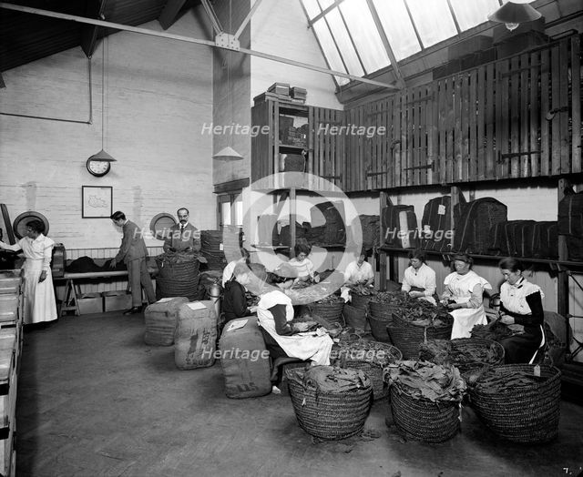 Leaf picking at the Teofani tobacco factory, Chryssel Road, Brixton, London, 1916.  Artist: H Bedford Lemere.