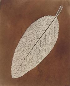 Leaf Study, 1839/1840. Creator: William Henry Fox Talbot