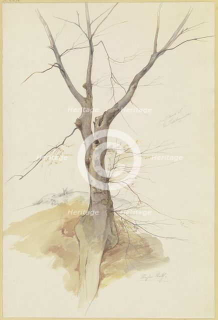 Leafless tree, 1846. Creator: Stephan Rauh.