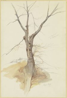 Leafless tree, 1846. Creator: Stephan Rauh