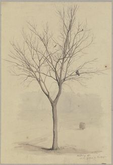 Leafless tree with birds, 1860. Creator: Hans Thoma