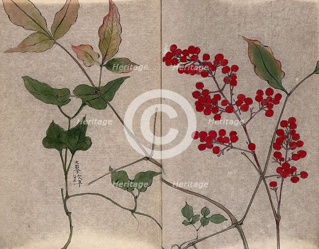 Leafy stem of a green brier (Smilax species) with fruit and leaves of an unidentified shrub. Creator: Unknown.