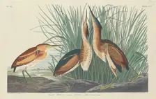 Least Bittern, 1834. Creator: Robert Havell