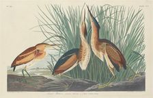 Least Bittern, 1834. Creator: Robert Havell