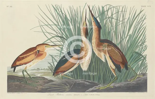 Least Bittern, 1834. Creator: Robert Havell.