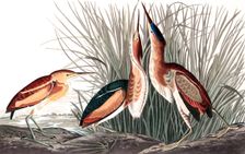 Least Bittern, Ixobrychus Exilis, 1845