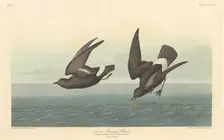 Least Stormy Petrel, 1836. Creator: Robert Havell