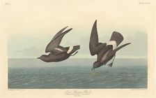 Least Stormy Petrel, 1836. Creator: Robert Havell