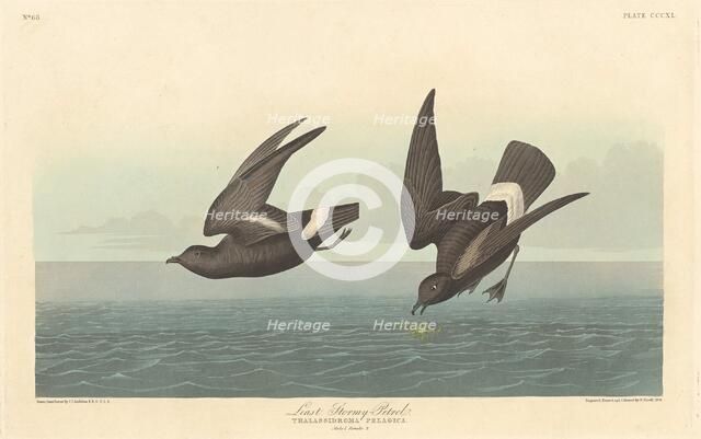 Least Stormy Petrel, 1836. Creator: Robert Havell.