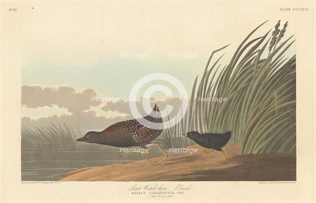 Least Water-hen, 1836. Creator: Robert Havell.
