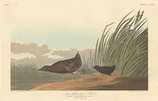 Least Water-hen, 1836. Creator: Robert Havell