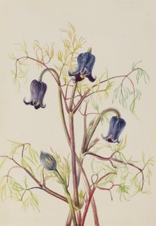 Leather Flower (Clematis hirsutissima), ca. 1930s. Creator: Mary Vaux Walcott
