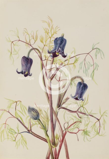 Leather Flower (Clematis hirsutissima), ca. 1930s. Creator: Mary Vaux Walcott.