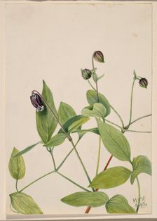 Leather Flower (Clematis viorna), 1920. Creator: Mary Vaux Walcott