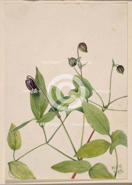Leather Flower (Clematis viorna), 1920. Creator: Mary Vaux Walcott.