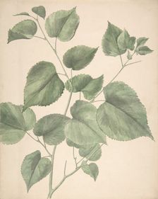 Leaves, 19th century. Creator: Anon