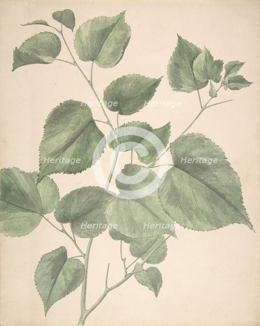 Leaves, 19th century. Creator: Anon.