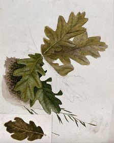 Leaves of oak (Quercus species), c19th century. Creator: Unknown
