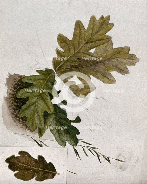 Leaves of oak (Quercus species), c19th century. Creator: Unknown.