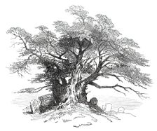 Leaves from a Sketch-Book - Bits of Kent: Yew-Tree, Horton Kirby, 1876. Creator: Unknown
