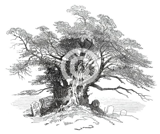 Leaves from a Sketch-Book - Bits of Kent: Yew-Tree, Horton Kirby, 1876. Creator: Unknown.