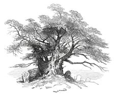 Leaves from a Sketch-Book - Bits of Kent: Yew-Tree, Horton Kirby, 1876. Creator: Unknown