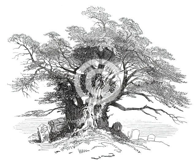 Leaves from a Sketch-Book - Bits of Kent: Yew-Tree, Horton Kirby, 1876. Creator: Unknown.