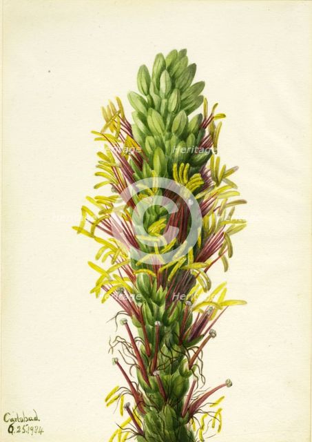 Lechuguilla (Agava lechuguilla), 1934. Creator: Mary Vaux Walcott.