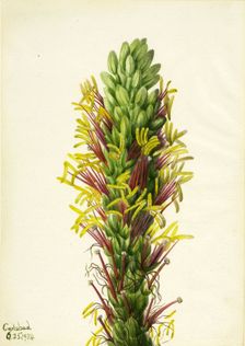 Lechuguilla (Agava lechuguilla), 1934. Creator: Mary Vaux Walcott