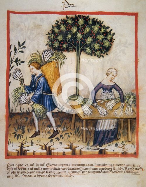 Leeks, 14th century.  Creator: Unknown.