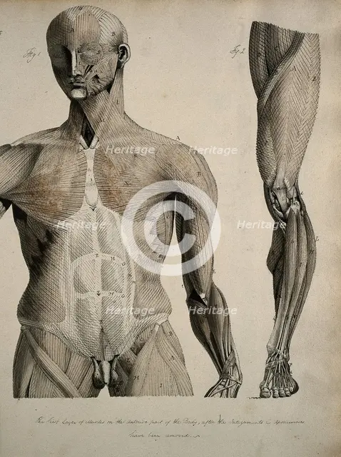 Left, muscles of the head and trunk (front view); right, muscles of the..., between 1800 and 1899. Creator: Unknown.
