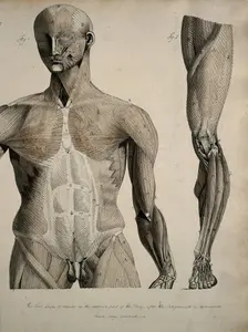 Left, muscles of the head and trunk (front view); right, muscles of the..., between 1800 and 1899. Creator: Unknown