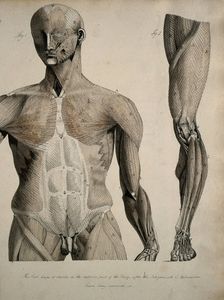 Left, muscles of the head and trunk (front view); right, muscles of the..., between 1800 and 1899. Creator: Unknown