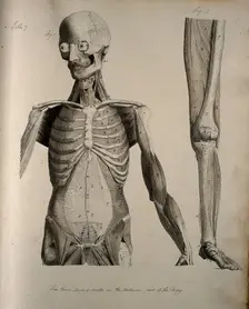 Left, muscles of the head and trunk (front view); right, muscles of the..., between 1800 and 1899. Creator: Unknown