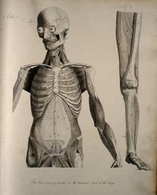 Left, muscles of the head and trunk (front view); right, muscles of the..., between 1800 and 1899. Creator: Unknown