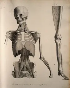 Left, muscles of the head and trunk (front view); right, muscles of the..., between 1800 and 1899. Creator: Unknown